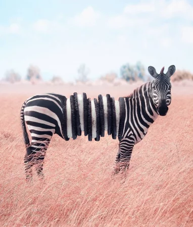 Дизайнер создает классные оптические иллюзии c животными