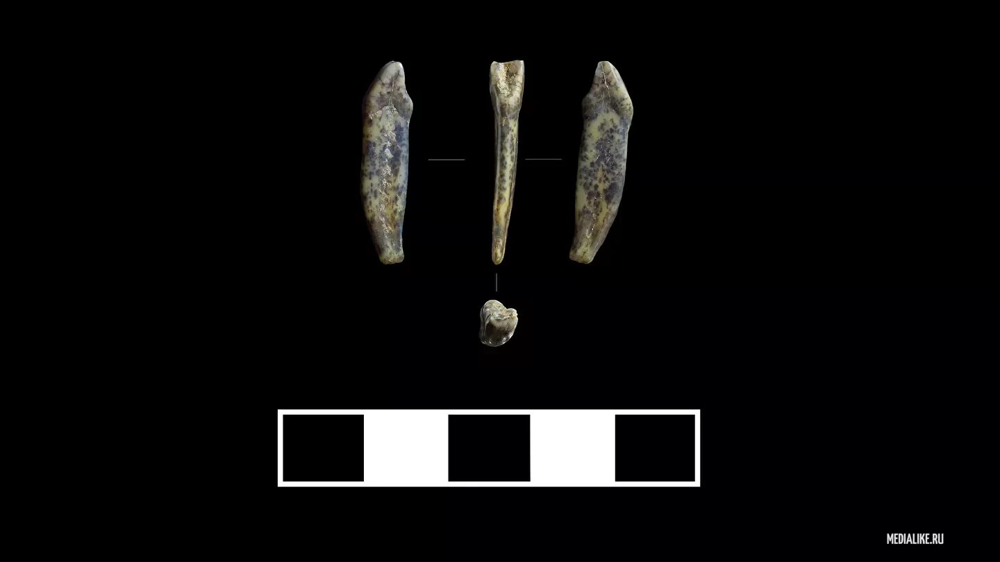 На Алтае археологи нашли зубы неандертальцев